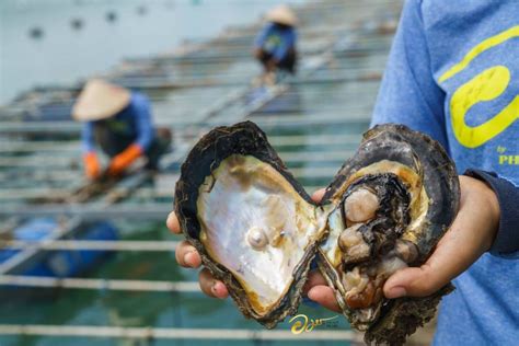 Learn Reasons Why You Should Visit Amorn Phuket Pearl Farm