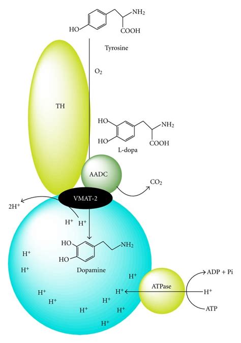 Dopamine synthesis. Synthesis of dopamine catalyzed by tyrosine ...