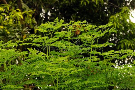 Kelor O árbol De Tambor Moringa Oleifera Con Nombres Comunes árbol De