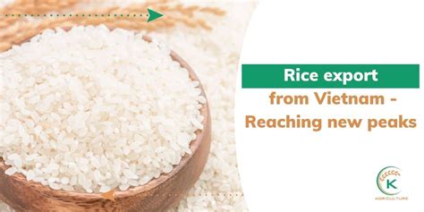 Rice Export From Vietnam And Remarkable Points