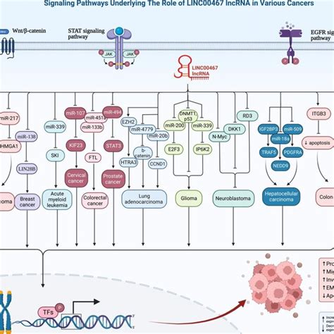 Linc Has Oncogenic Roles In Several Types Of Cancer Each With Its