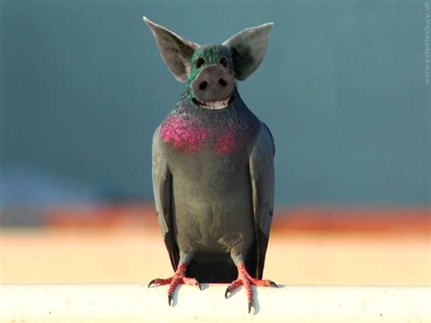 Funky pigeon desktop wallpaper |Funny Animal