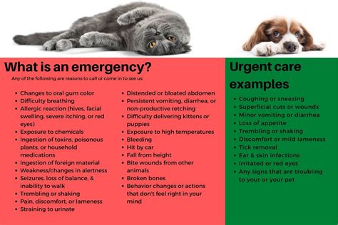 Triage Levels Standiford Veterinary Center Atelier Yuwa Ciao Jp