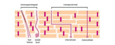 Skin Permeation Pathways Reprinted From Rahma And Lane 2022