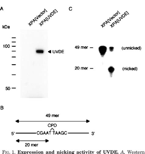 Figure 1 From Cellular Responses And Repair Of Single Strand Breaks