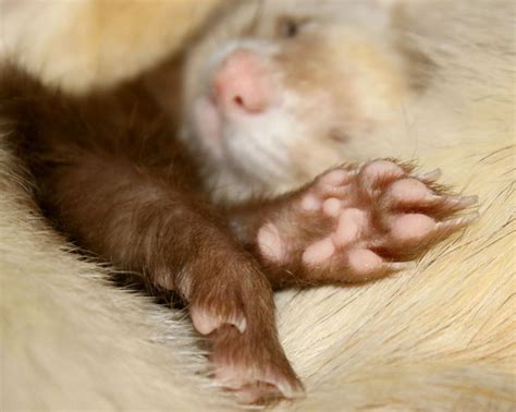 From The Chrysalis Theferrets Such Unique Paws 🐾 Paw Unique Ferret