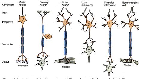 Figure 6 From Cortical Neurons And Circuits A Tutorial Introduction