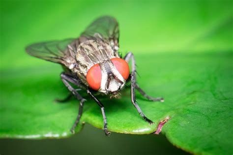 Free Images Nature Flower Fly Green Insect Fauna Invertebrate