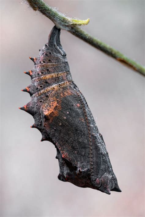 Nymphalis Antiopa Chrysalis Ready To Emerge Insect Photography