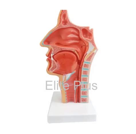 Zx 1444pn Nasal Oral Cavity Model Sagittal Section Model Sagittal