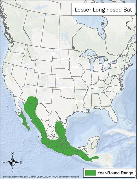 Lesser Long-nosed Bat Habitat & Management Information - LandPKS