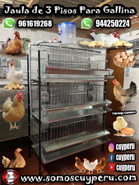 Arriba Imagen Jaulas Para Gallinas Ponedora De Segunda Mano