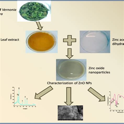 Green Synthesis Of Zno Nps Using Leaf Extract Of Vernonia Cinerea Download Scientific Diagram