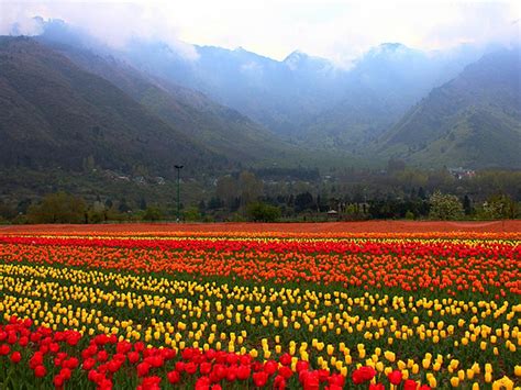 Indira Gandhi Memorial Tulip Garden Srinagar Photos Images And