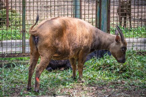 Anoa Also Known As Dwarf Buffalo And Sapiutan Are Two Species Of The