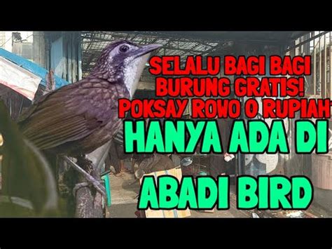 BAGI BAGI HADIAH TERUS SETIAP HARINYA RAJANYA KIOS BURUNG HARGA MURAH