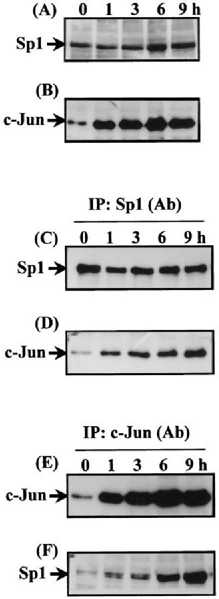 Figure From Functional Interaction Between C Jun And Promoter Factor