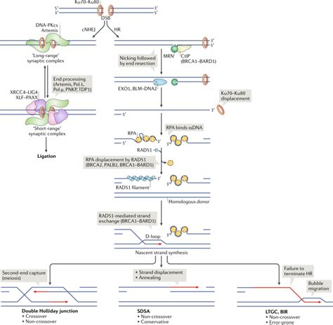 Dna Double Strand Break Repair Pathway Choice In Somatic Mammalian