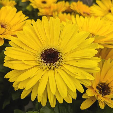 Gerbera Floriline Jardins Zeillinger Botanix