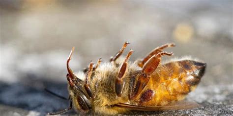 Fabricantes De Pesticidas Estão Ocultando O Desaparecimento Das Abelhas