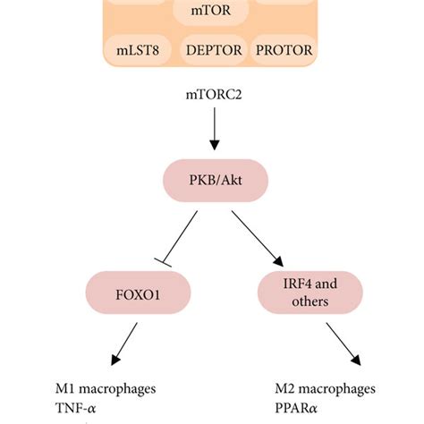 Mtorc1 Is Activated In Both M1 And M2 Polarization And Regulates