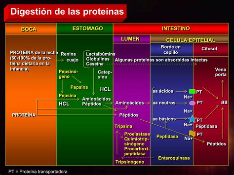 Absorcion Nutrientes Ppt