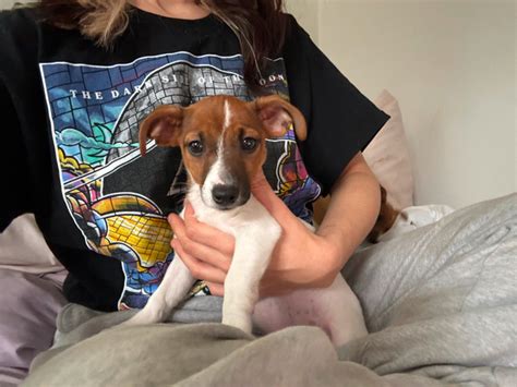Jack Russell Terrier Puppies Dogs And Puppies For Rehoming London