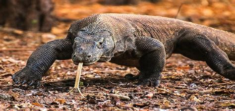 About Komodo National Park – Private & Custom Tours