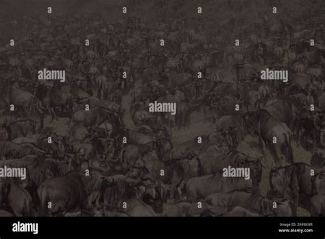 Crowd Of Migrating Wildebeest Stock Photo Alamy