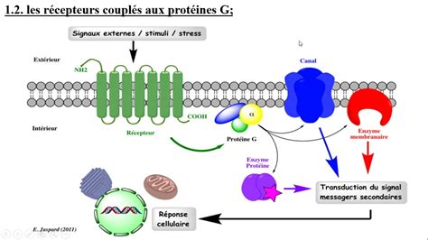 Partie Iii Signalisation Cellulaire Signal De Transduction Mbaire