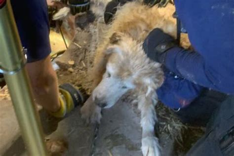 Calvin Il Cane Caduto Nel Pozzo Salvato Dai Vigili Del Fuoco Bigodino