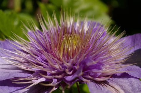 Free Images Nature Blossom Flower Purple Petal Bloom Botany