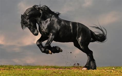 Facts, traits, and appearance of the Black Mustang Horse - Your Pet Planet