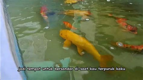 Pecinta Ikan Koi Youtube