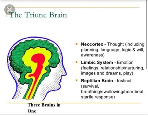 Trauma brain explained - Clearer Insights Counselling