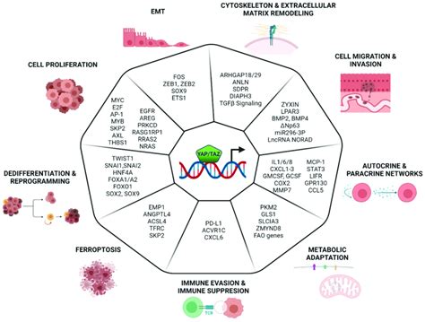 Cancer Cell Programs Controlled By YAP And TAZ This Figure Summarizes