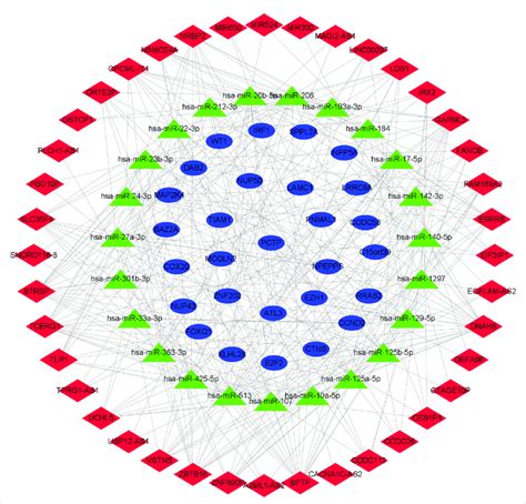 Network Diagram Of Lncrna Mirna Mrna The Construction Of The Cerna Download Scientific Diagram