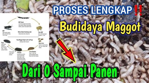 Proses Lengkap Budidaya Maggot Dari 0 Sampai Panen Youtube