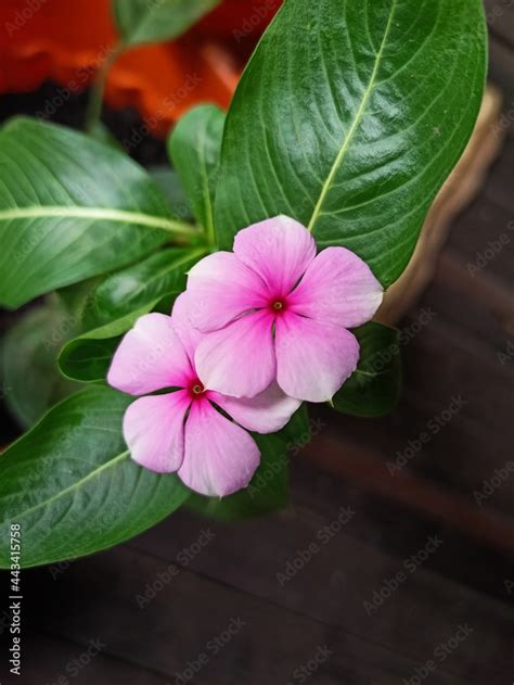 Catharanthus Roseus Commonly Known As Bright Eyes Cave Periwinkle