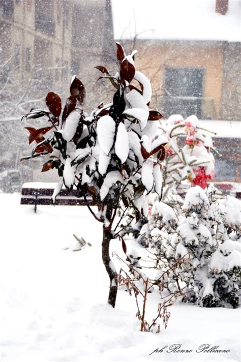 Bufera Di Neve A Gambarie Paesaggi Incantevoli Foto