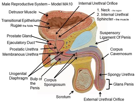 Male Reproductive System Labeled - LaurelanceWang