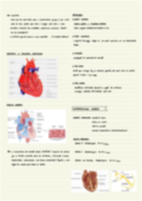 Solution Ciclo Card Aco E Eletrofisiologia Laura Kale Daher Studypool