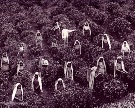 Tea Pluckers in Sri Lanka early 1900s