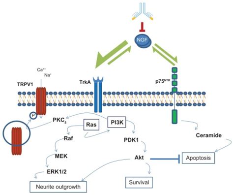 Ngf Signaling Pathways In Mediating Neurotrophic And No Open I