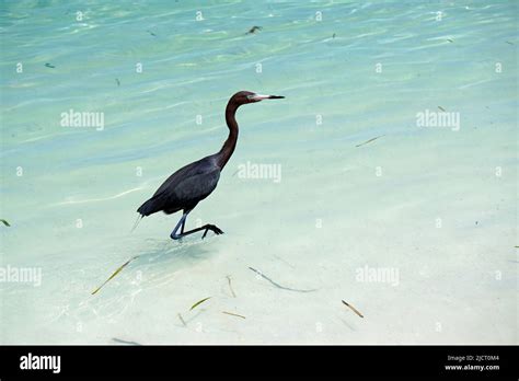 Tri Colored Heron Hunting Fish In The Sea Stock Photo Alamy