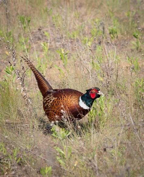 Premium Photo Common Pheasant Phasianus Colchicus Ring Necked