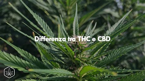 Differenza Tra Thc E Cbd Hemp Embassy Cannabis Light Hash Cbd