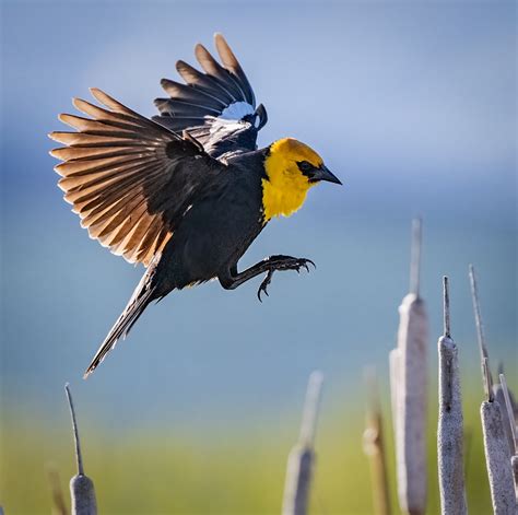 Yellow Headed Blackbird Owen Deutsch Photography