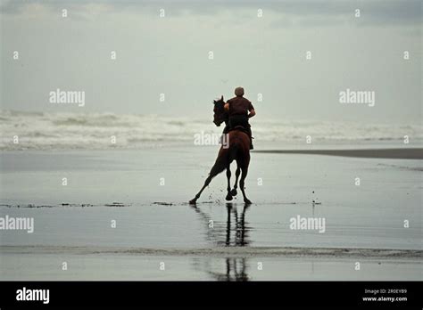 Race Horses Training On Beach Racing Horse On Karioitahi Beach South