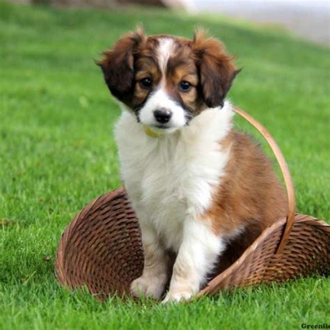 Miniature Collie Mix Puppies For Sale - Greenfield Puppies